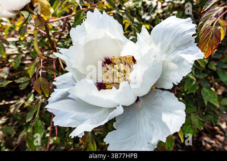 Die dargestellte Blume ist eine Baumpfingstrose (Paeonia suffruticosa). Baumpfingstrosen sind bekannt für ihre weitläufigen und prunkvollen Blüten sowie für ihre Statur Stockfoto