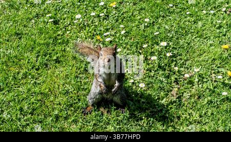 Ein graues Eichhörnchen posiert auf grünem Gras, umgeben von blühenden Gänseblümchen. Er steht aufrecht und zeigt seinen flauschigen Schwanz und seinen neugierigen Ausdruck. Stockfoto