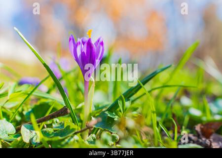 Nahaufnahme einer violetten Krokusblüte, die aus üppig grünem Gras auftaucht und von warmem Sonnenlicht beleuchtet wird, signalisiert die Ankunft des Frühlings in einer ruhigen Umgebung Stockfoto