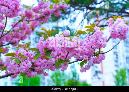 Nahaufnahme leuchtender rosafarbener Kirschblüten in voller Blüte mit einem urbanen Gebäude, das sanft im Hintergrund verschwimmt und die Schönheit des Frühlings zeigt. Stockfoto
