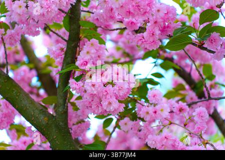 Hautnah mit leuchtenden rosa Kirschblüten auf Ästen, die die Schönheit des Frühlings mit sanfter Beleuchtung und einer frischen, lebendigen Atmosphäre in voller Blüte einfangen. Stockfoto
