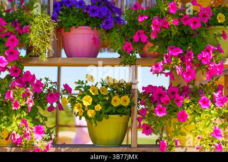 Lebendige Anordnung von Blumentöpfen gefüllt mit Petunien in verschiedenen Farben, ausgestellt auf Holzregalen unter hellem Sonnenlicht in einer Gartenumgebung. Stockfoto