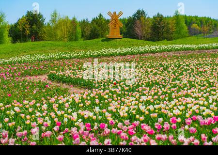 Lebhaftes Tulpenfeld mit verschiedenen Farben blühender Blumen und einer traditionellen Windmühle-Struktur im Hintergrund unter klarem blauem Himmel Stockfoto