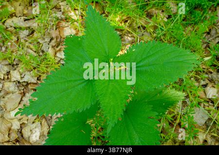 Urtica dioica oder Brennnessel im Garten. Stachelnessel, eine Heilpflanze, die als blutende, diuretische, antipyretische, Wundheilung verwendet wird, Stockfoto
