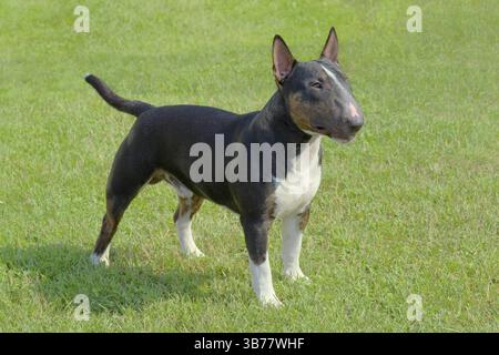 Das Porträt von Miniatur Bull Terrier im Garten Stockfoto