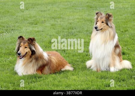 Zwei schöne Collie Rough im Sommergarten Stockfoto