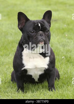 Typische schwarze französische Bulldogge auf einem grünen Rasen Stockfoto