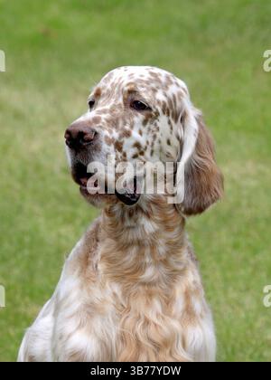 Typisch englischer Setter auf einem grünen Rasen Stockfoto