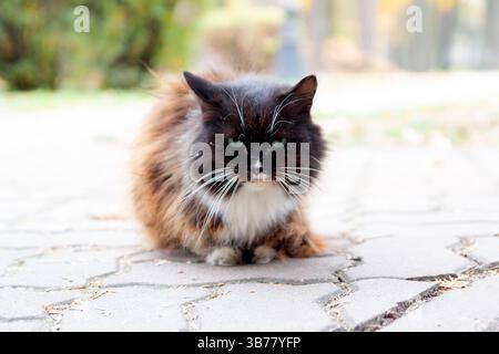 Obdachlose Katze, die auf einer Stadtstraße sitzt. Tier Stockfoto