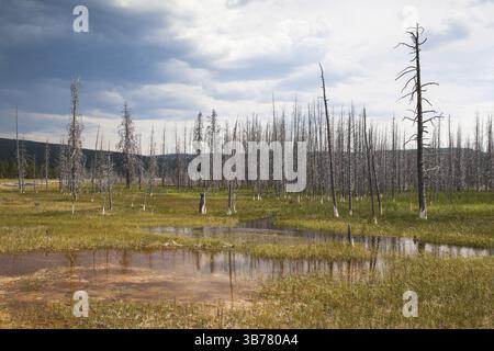Tote Bäume stehen in Yellowstone - Feuer verwüsteten Wald 1988 Stockfoto