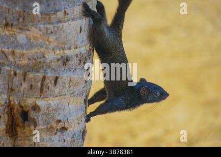 Pattaya Beach süßes Eichhörnchen Thailand. Drehort: Königreich Thailand Stockfoto