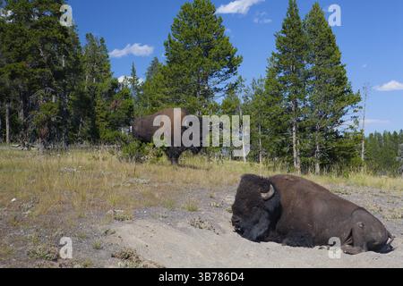 Die typischen zwei amerikanische Bisons im Yellowstone Nationalpark in den USA Stockfoto