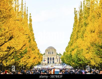 Ginkgo Schrein äußeren Garten Ginkgo Reihe von Bäumen. Aufnahmeort: Metropolregion Tokio Stockfoto
