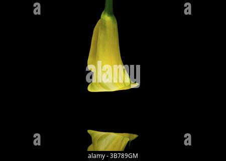 Porträt der gelben Calla-Lilie auf schwarzem Hintergrund Stockfoto