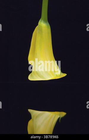 Porträt der gelben Calla-Lilie auf schwarzem Hintergrund Stockfoto