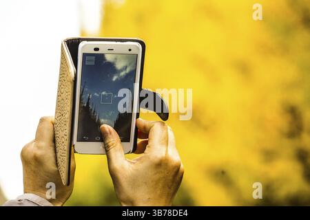 Schrein äußeren Garten Ginkgo Reihe von Bäumen des Smartphones über. Drehort: Metropolregion Tokio Stockfoto