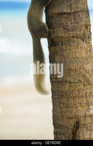 Pattaya Beach süßes Eichhörnchen Thailand. Drehort: Königreich Thailand Stockfoto
