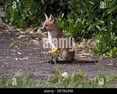 Sheerness, Kent, Großbritannien. Mai 2025. Wetter in Großbritannien: fuchs-Jungtiere in der Abenddämmerung in Sheerness, Kent. Quelle: James Bell/Alamy Live News Stockfoto