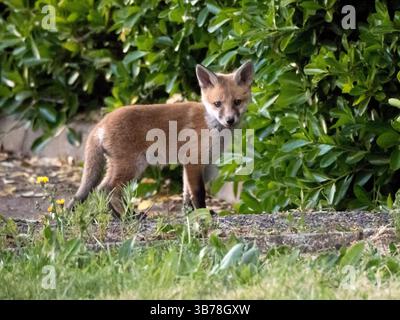 Sheerness, Kent, Großbritannien. Mai 2025. Wetter in Großbritannien: fuchs-Jungtiere in der Abenddämmerung in Sheerness, Kent. Quelle: James Bell/Alamy Live News Stockfoto
