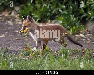 Sheerness, Kent, Großbritannien. Mai 2025. Wetter in Großbritannien: fuchs-Jungtiere in der Abenddämmerung in Sheerness, Kent. Quelle: James Bell/Alamy Live News Stockfoto