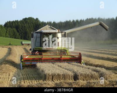 Erntefeld Feld Sommer Getreide Weizen Roggen Maschine Mähdrescher Landwirt Essen Mehl Arbeit Natur Pflanze Saison Stockfoto
