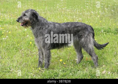 Grauer irischer Wolfshund in einem Frühlingsgarten Stockfoto
