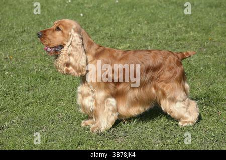 Roter englischer Cocker Spaniel in einem Herbstgarten Stockfoto