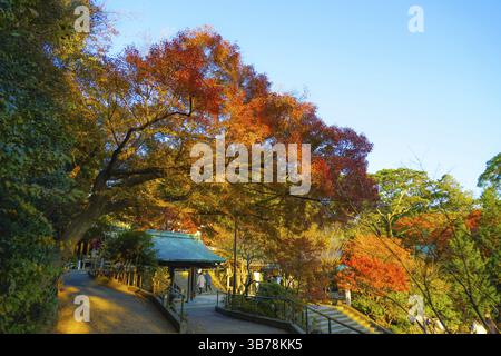 Herbstlaub und Kamakura Skyline. Aufnahmeort: Kamakura, Präfektur Kanagawa Stockfoto