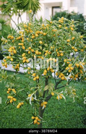 Kumquat oder Fortunella Baum mit reifen Orangenfrüchten auf Ästen im Garten. Stockfoto