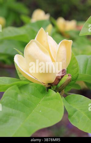 Magnolia x brooklynensis „Yellow Bird“ mit charakteristischen gelben Blüten im Frühjahr. UK Stockfoto
