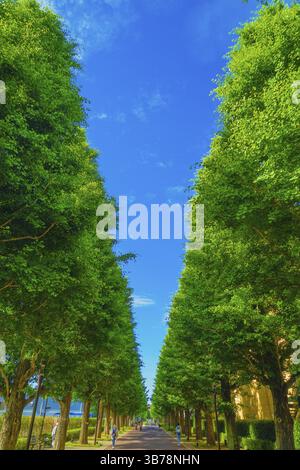 Ginkgo von Bäumen gesäumte Straßen von frischem Grün (Akishima). Drehort: Tokyo Akishima Stockfoto