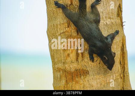Pattaya Beach süßes Eichhörnchen Thailand. Drehort: Königreich Thailand Stockfoto