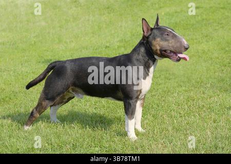 Das Porträt von Miniatur Bull Terrier im Garten Stockfoto