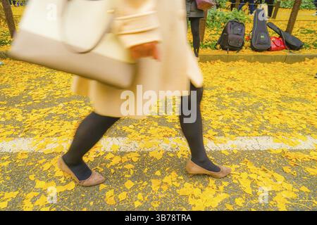 Fuß von Ginkgo und die Menschen des Schreins äußeren Garten Ginkgo Reihe von Bäumen. Drehort: Metropolregion Tokio Stockfoto