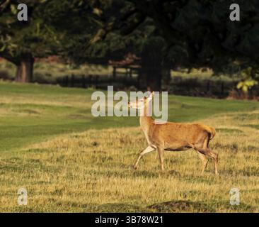 Damhirsch im Bradgate Park am Ende der jährlichen Laufbahn Stockfoto