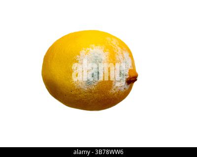 Die isolierte schimmelige Lemon auf weißem Hintergrund. Stockfoto