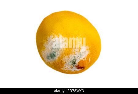 Die isolierte schimmelige Lemon auf weißem Hintergrund. Stockfoto