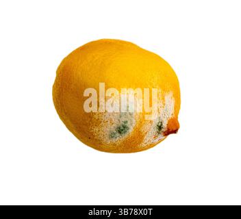 Die isolierte schimmelige Lemon auf weißem Hintergrund. Stockfoto