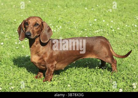 Standard-Kurzhaar-Dackel im Garten Stockfoto