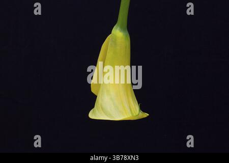 Porträt der gelben Calla-Lilie auf schwarzem Hintergrund Stockfoto