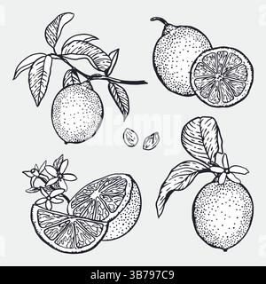 Zitronen im grafischen Stil. Früchte mit Blättern und Blüten, ganz und Scheiben. Skizze in schwarzer Tinte. Handgezeichnete Vektorgrafik. Lebensmittel und Kosmetik Stock Vektor