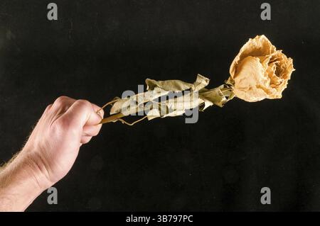 Eine getrocknete Rose auf schwarzem Hintergrund Stockfoto