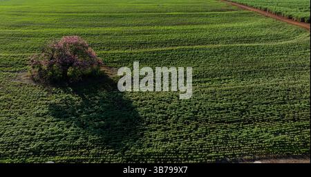 Wunderschöner blühender Seidenbaumbaum in einer Sojabohnenplantage in der Dämmerung - Blick auf die Drohne Stockfoto