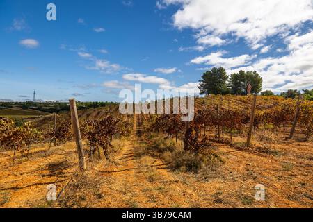 ESTOMBAR, PORTUGAL - 5. OKTOBER 2024: Landschaftsansicht des Weinguts 'Quinta dos Vales' in der Algarve. Stockfoto