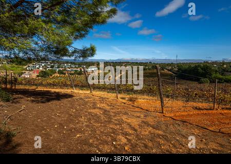 ESTOMBAR, PORTUGAL - 5. OKTOBER 2024: Landschaftsansicht des Weinguts 'Quinta dos Vales' in der Algarve. Stockfoto