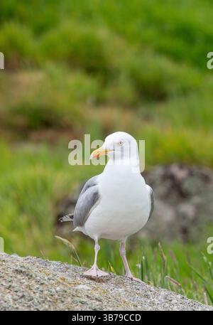 Europäische Silbermöwe (Larus Argentatus) Stockfoto