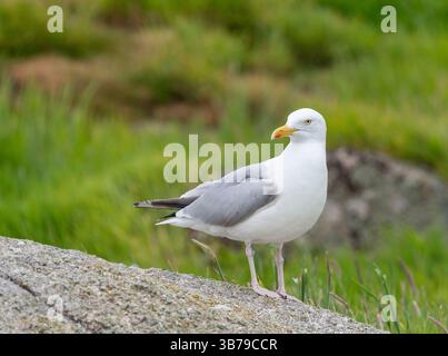 Europäische Silbermöwe (Larus Argentatus) Stockfoto