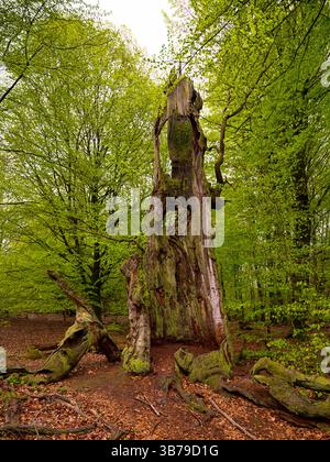 Abgestorbener Baumstamm im Urwald Sababurg, Gutsbezirk Reinhardswald Hofgeismar Hessen Deutschland *** Toter Baumstamm im Urwald Sababurg, Gutsbezirk Reinhardswald Hofgeismar Hessen Deutschland Stockfoto