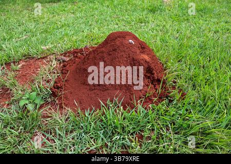 Ameisenhügel in Misiones, Argentinien. Natürliche rote Bodenstruktur auf grünem Gras, die eine reiche Artenvielfalt und Ökosystemingenieurinsekten zeigt. Stockfoto