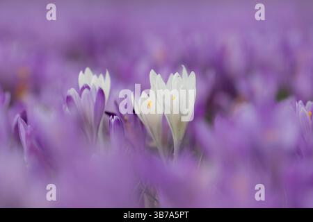 Crocus, Crocus speciosus, blühende Krokusse im Schlosspark Husum, Frühling, Schleswig-Holstein, Deutschland Stockfoto